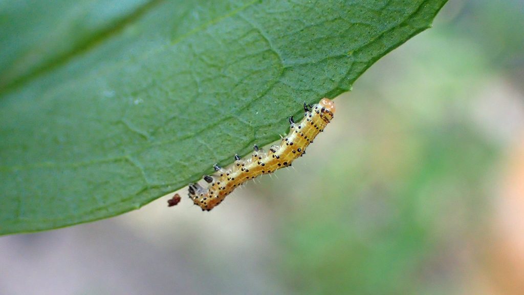Geometer moth caterpillar.