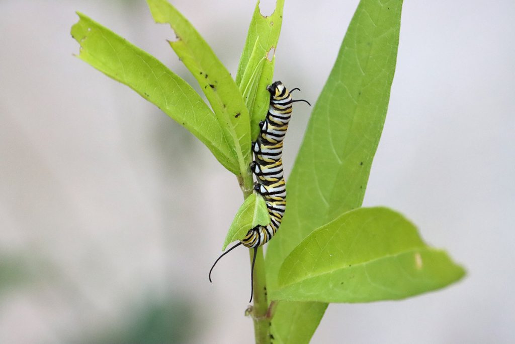 Fifth instar monarch caterpillar.
