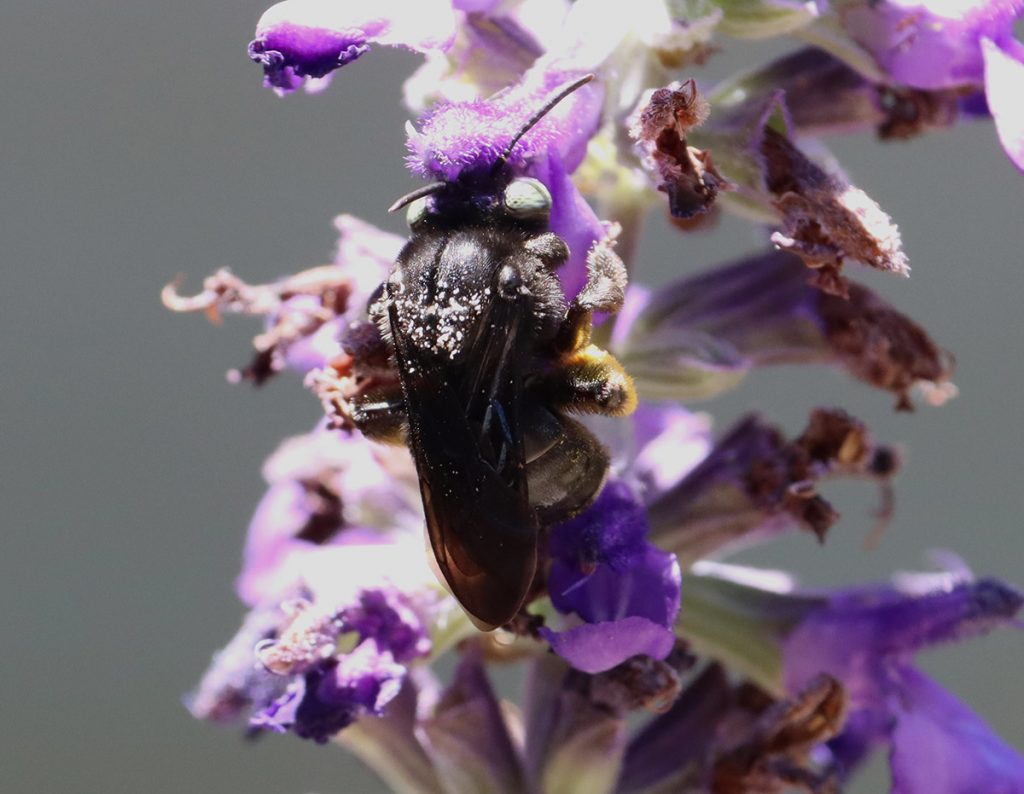 Two-spotted long-horned bee (Melissodes bimaculatus) on blue salvia flowers.