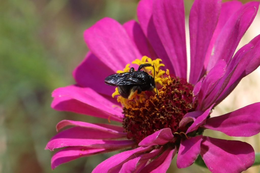 Two-spotted long-horned bee on zinnia flower.