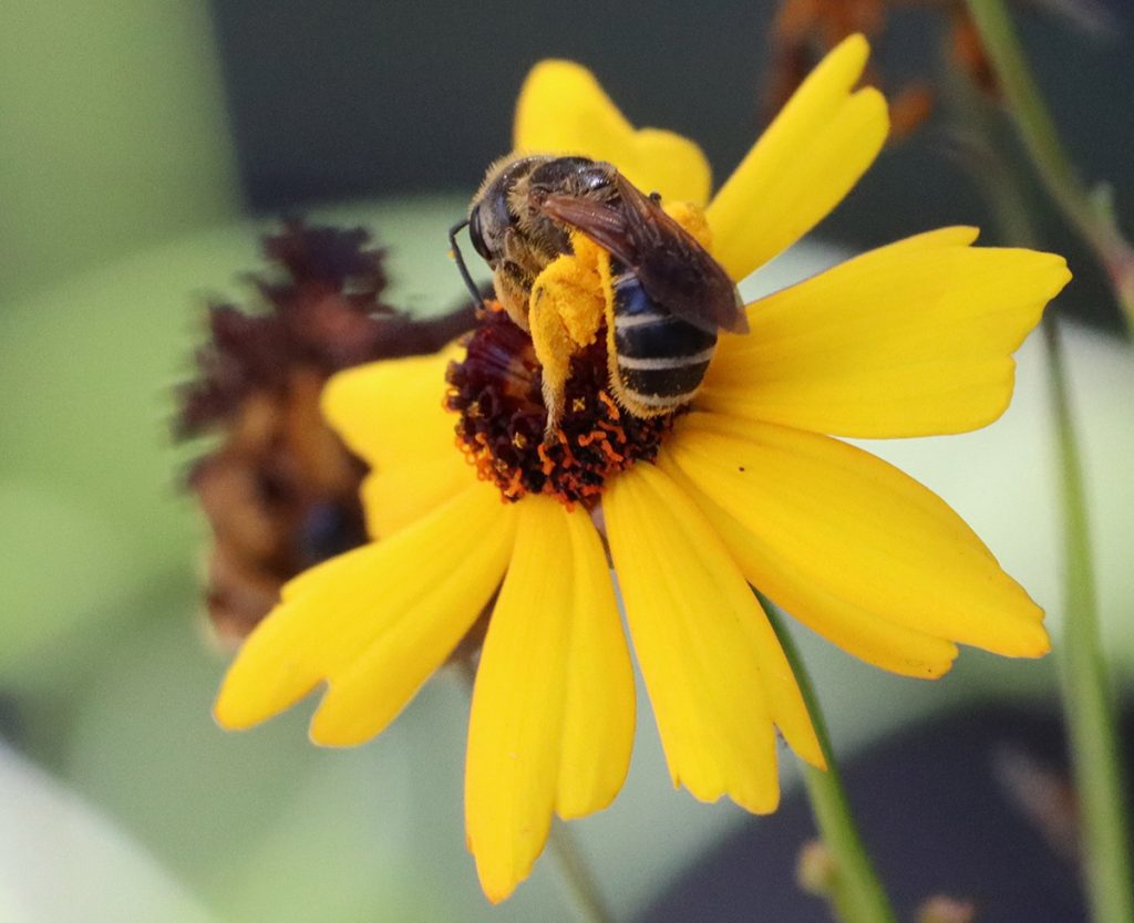 Poey's furrow bee on Leavenworth's coreopsis.