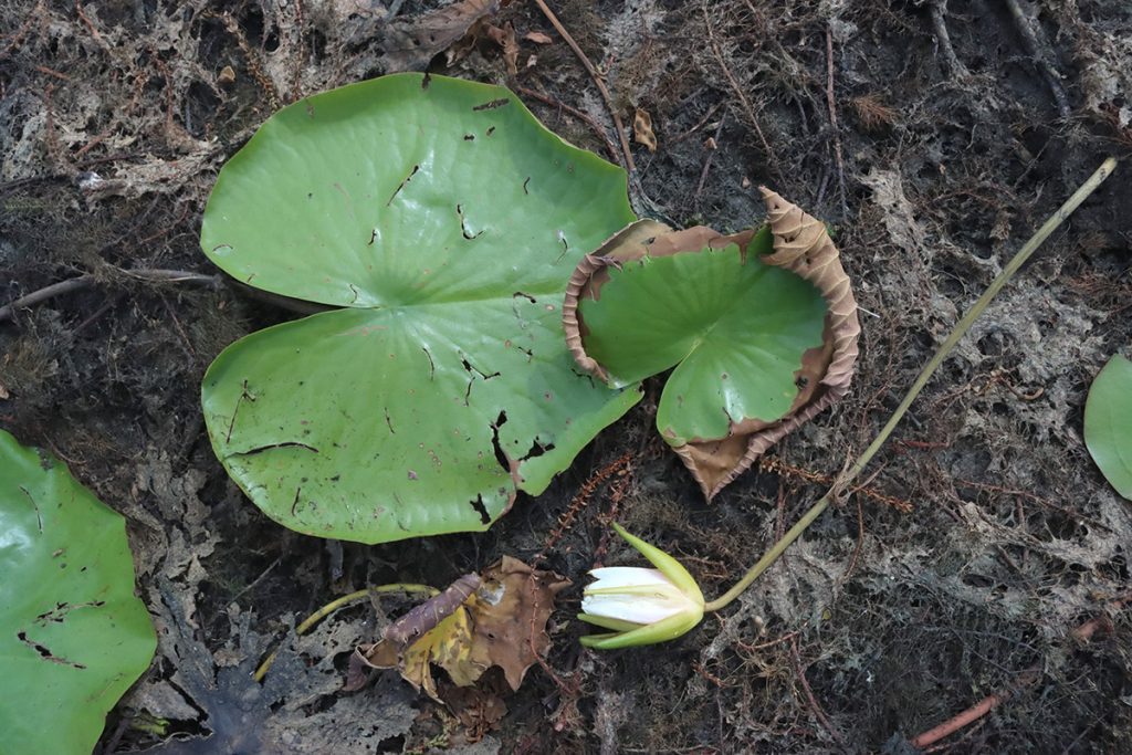 A stranded lily pad sits atop dead and decomposing plant matter.