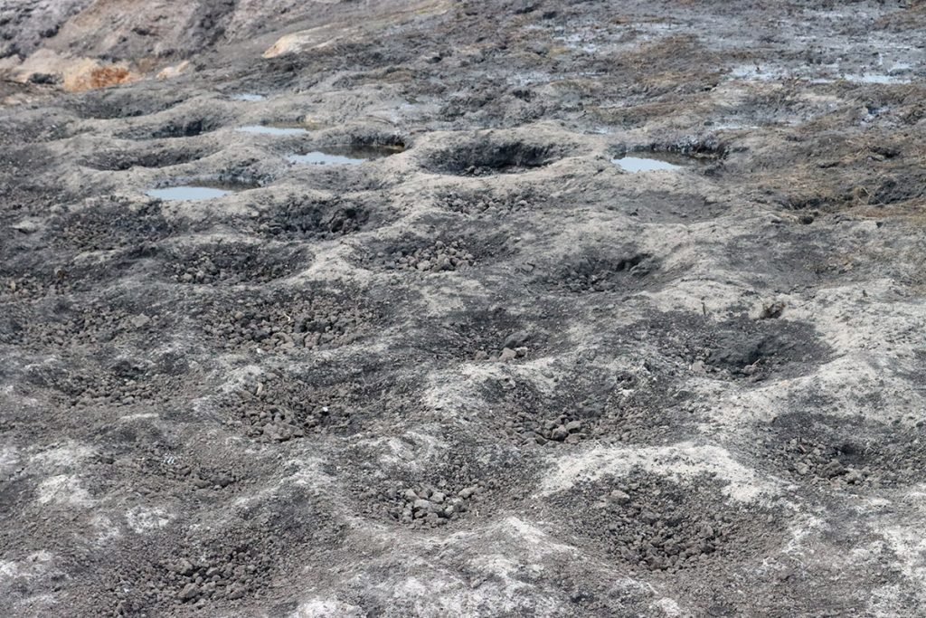 Bluegill- or bream- nesting cavities exposed aftr Lake Jackson dried down.