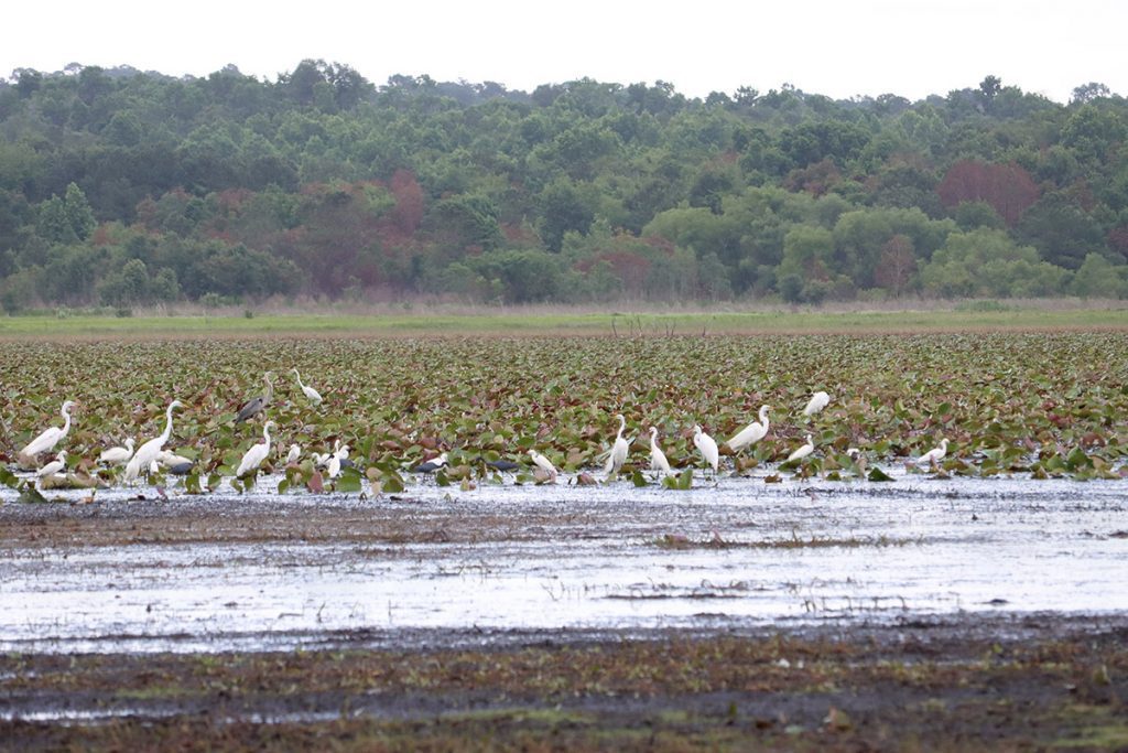 Great blue herons, little blue herons, great egrets, and ibis feast on the edge of a pool of water.