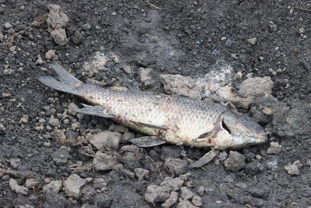 Dead fish in the emptied Lake Jackson basin.