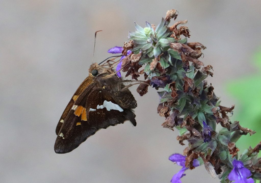Silver-spotted skipper on blue salvia.