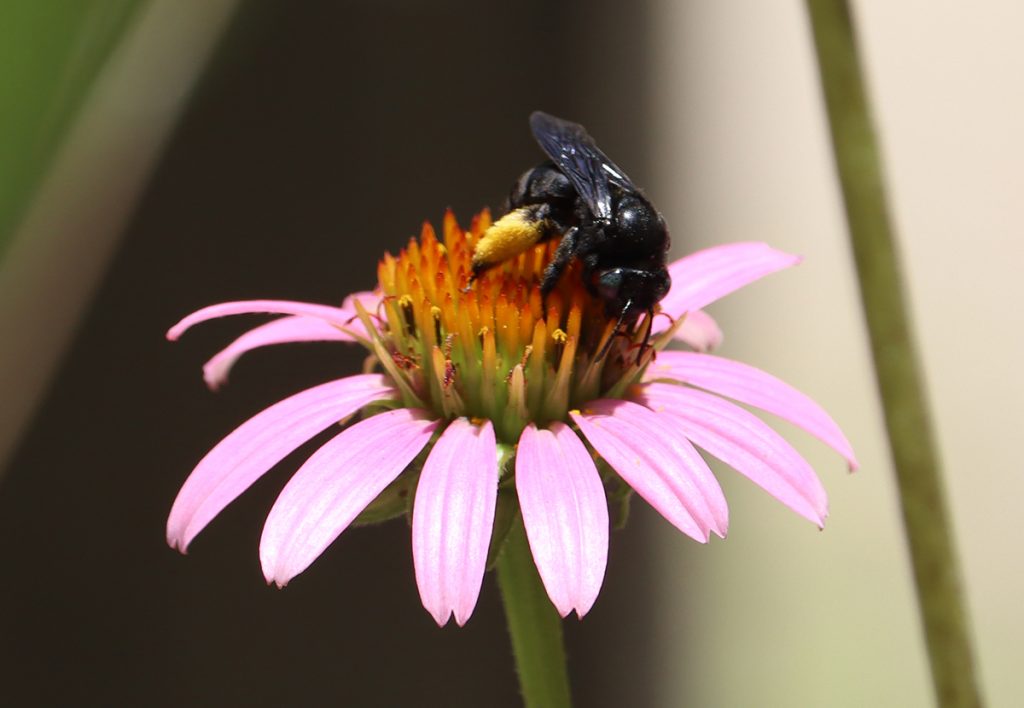 Two-spotted long-horned bee on purple coneflower.