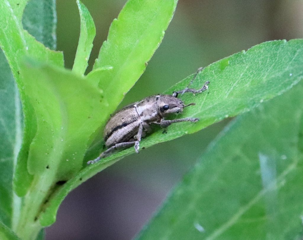 Naupactus peregrinus, a broad-nosed weevil.