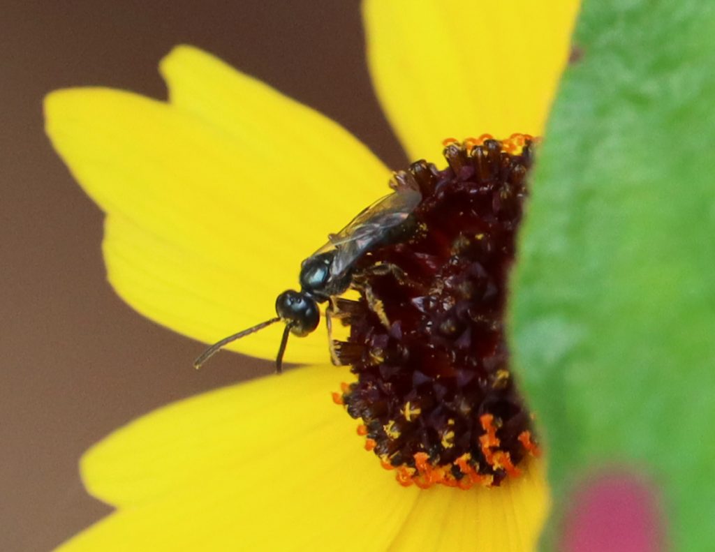 Small sweat bee- (Genus Lasioglossum, subgenus dialictus) on Leavenworth's tickseed.
