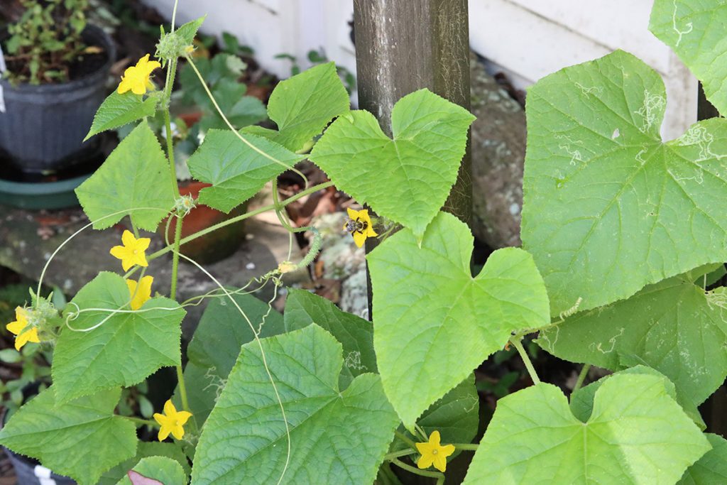 Eastern bumblebee visits cucumber flowers.