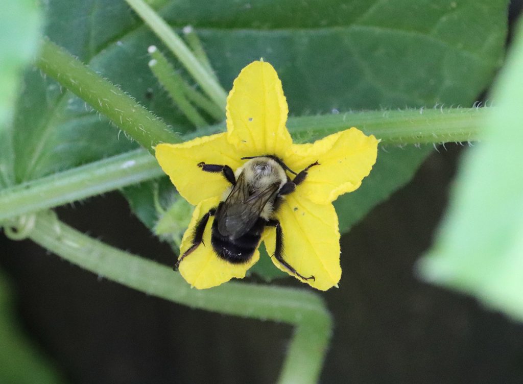 Eastern bumblebee visits a cucumber flower.