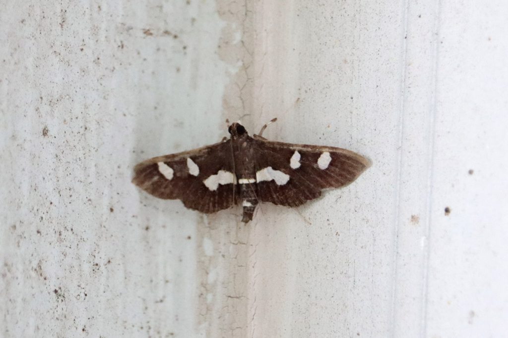 Grape leaffolder moth (Desmia funeralis).