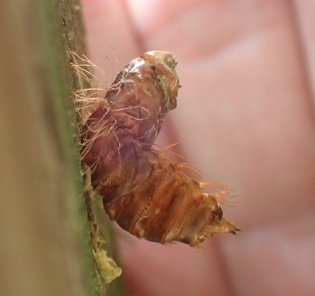Cracked carpenter bee pupa having recently sent forth a new adult bee.