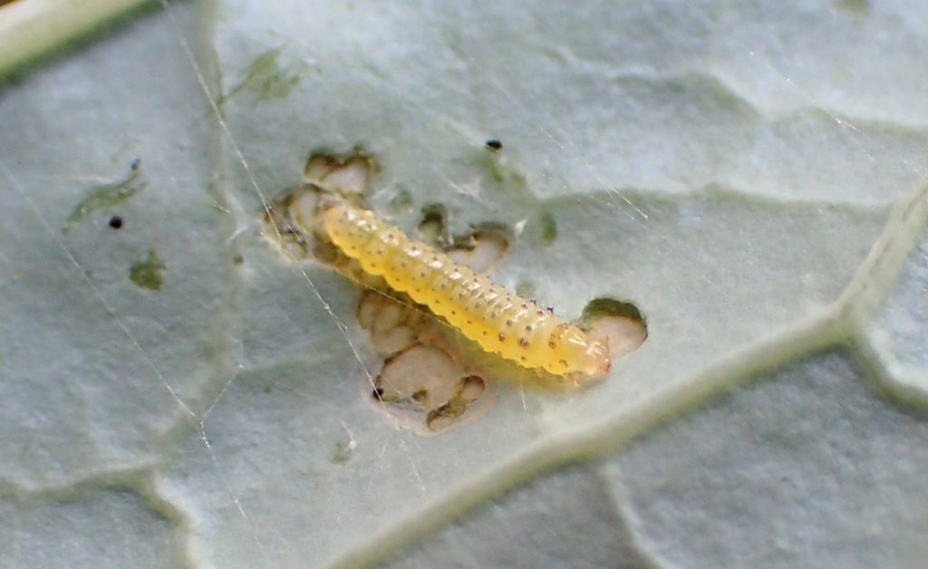 Early instar cross-striped cabbage worm caterpillar.