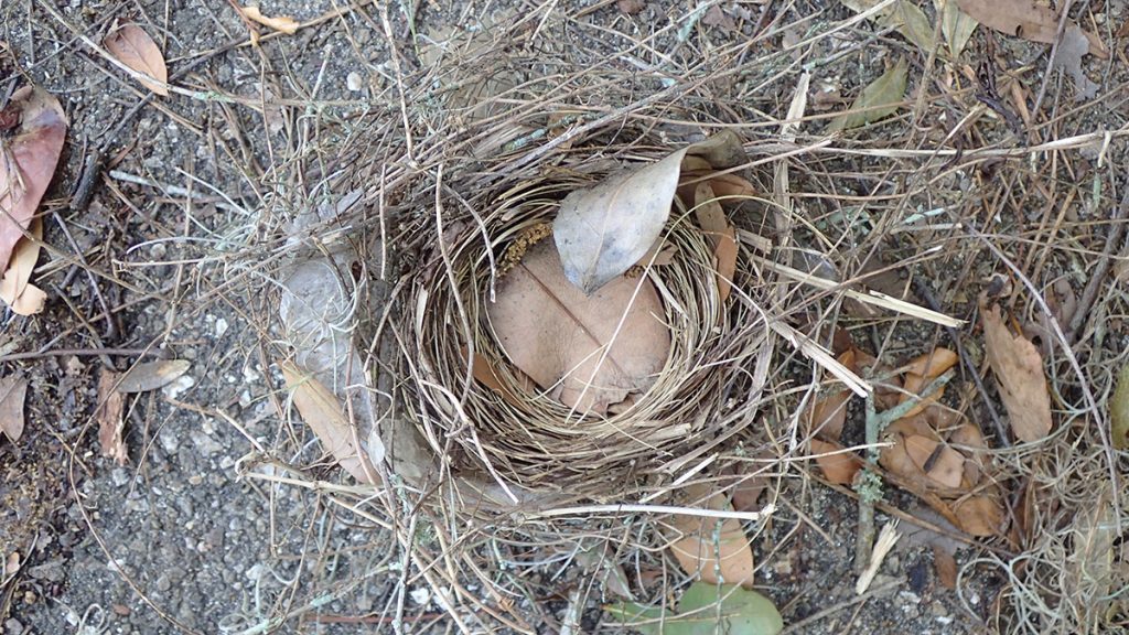 A small bird's nest found in an an oak tree that came crashing down on our driveway.