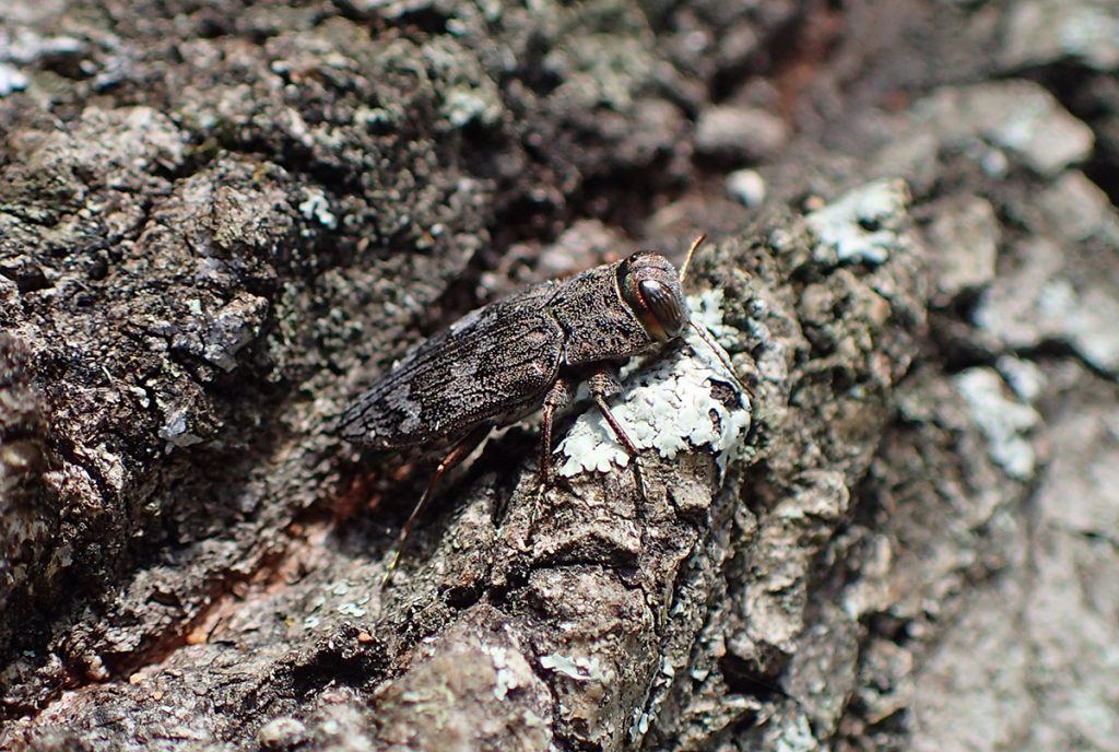 Metallic wood boring beetle in the genus Chrysobothris.
