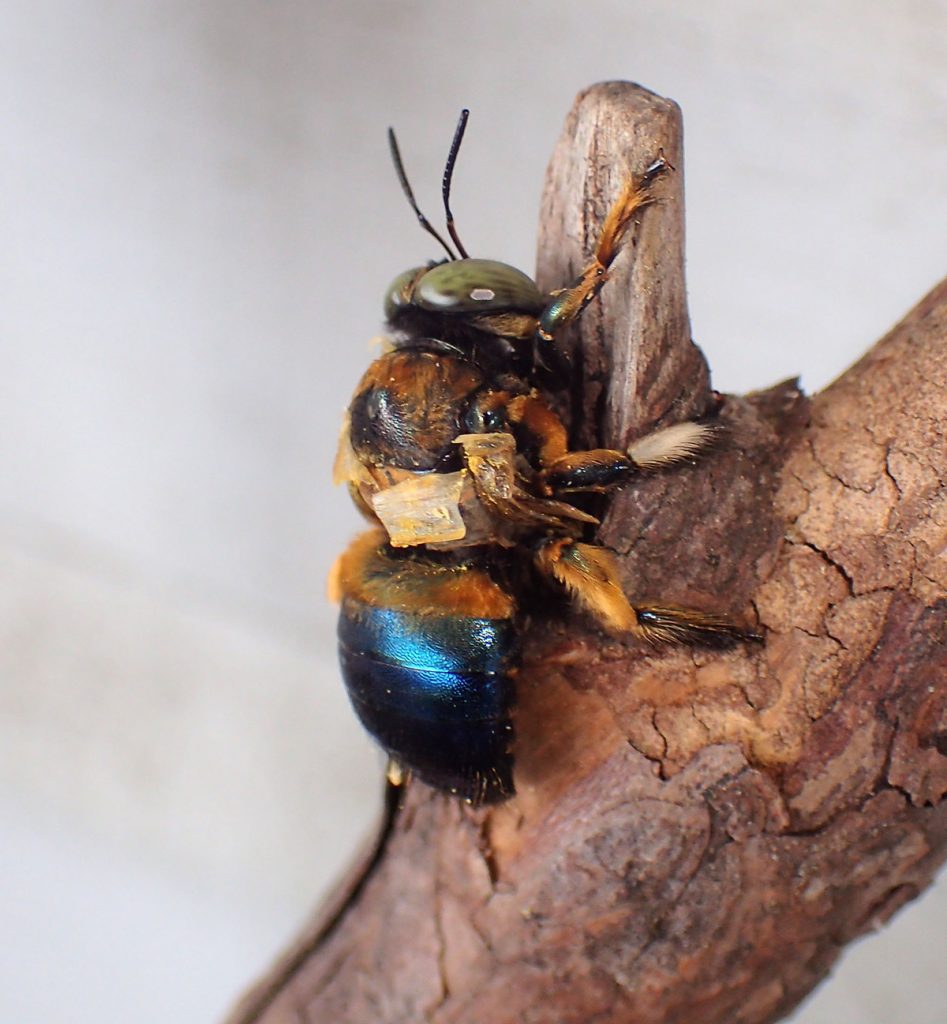 Southern carpenter bee, dying.