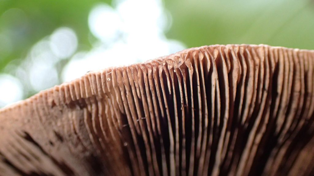 Mysterious backyard mushroom- iNaturalist says Psilocybe cubensis.