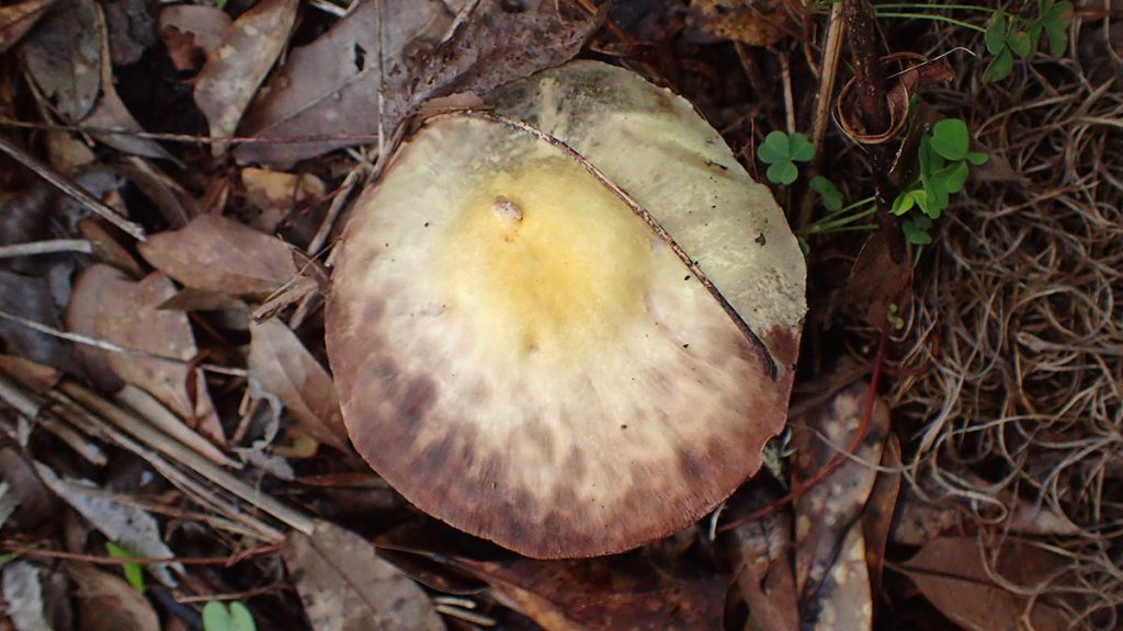 Mysterious backyard mushroom- iNaturalist says Psilocybe cubensis.