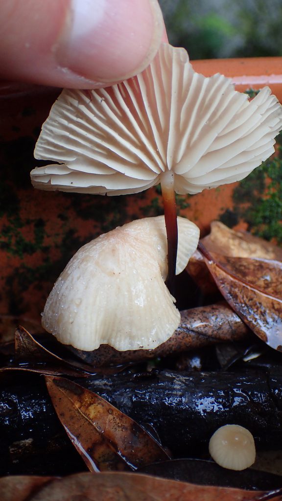 The gills of a mushroom, possibly Gymnopus biformis.