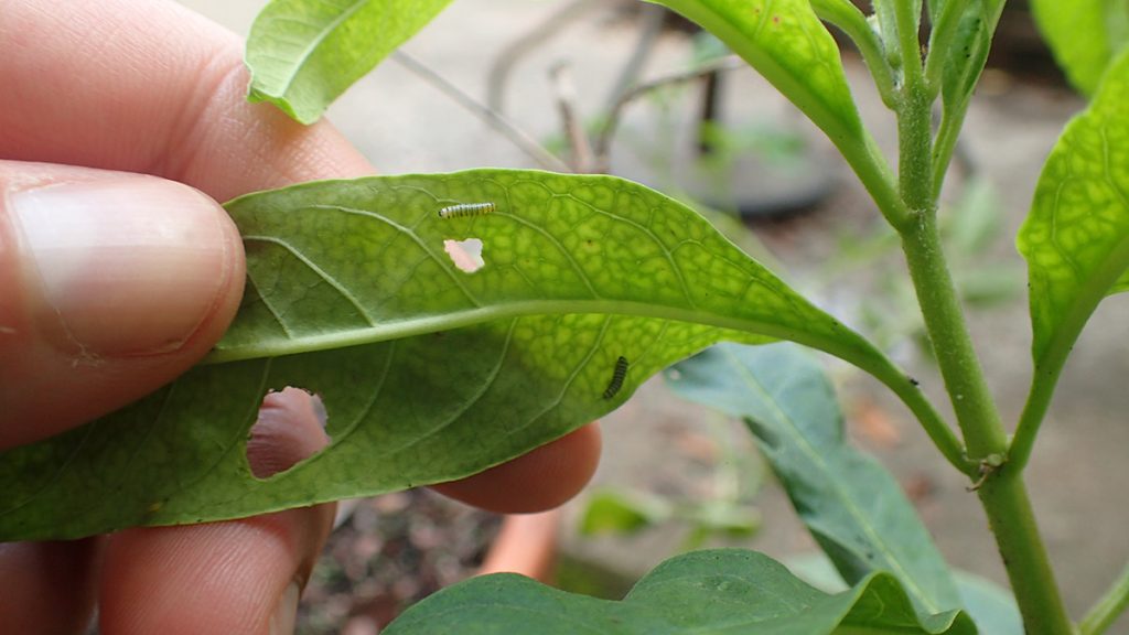 First instar monarch caterpillars on milkweed.