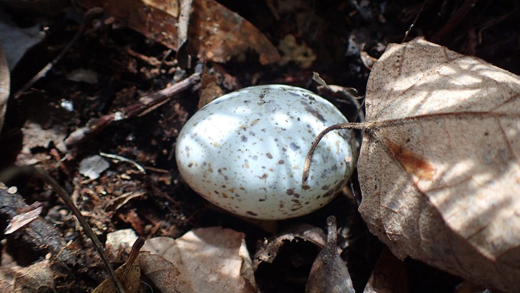 An egg found hidden under leaf litter.