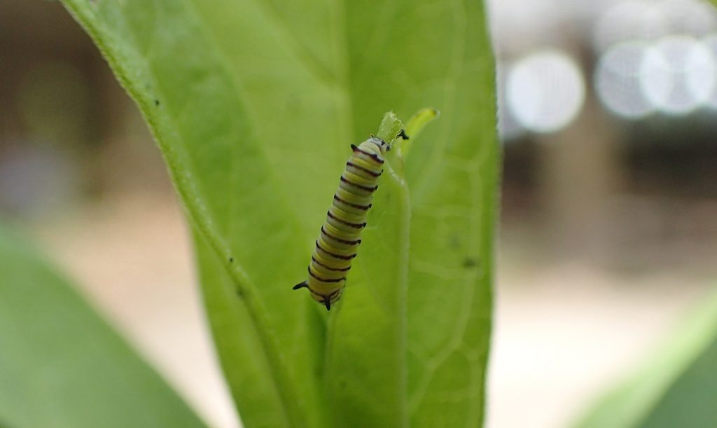 Second instar monarch caterpillar on pink swamp milkweed (Asclepias incarnata)