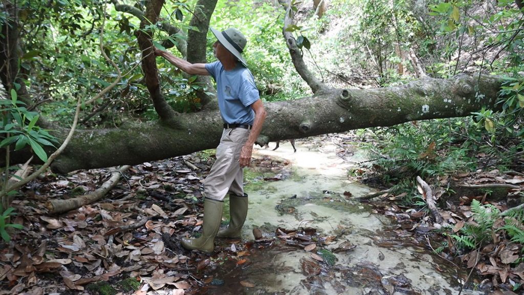 Bob Walker inspects a southern magnolia that has fallen across a steephead ravine stream at Nokuse Plantation.