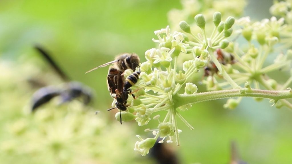 Honeybee (Apis mellifera) above a hump-backed beewolf (Philanthus gibbosus)