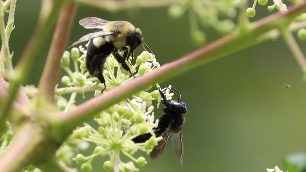 Left, eastern bumblebee (Bombus impatiens), right, female southern carpenter bee (Xylocopa micans)