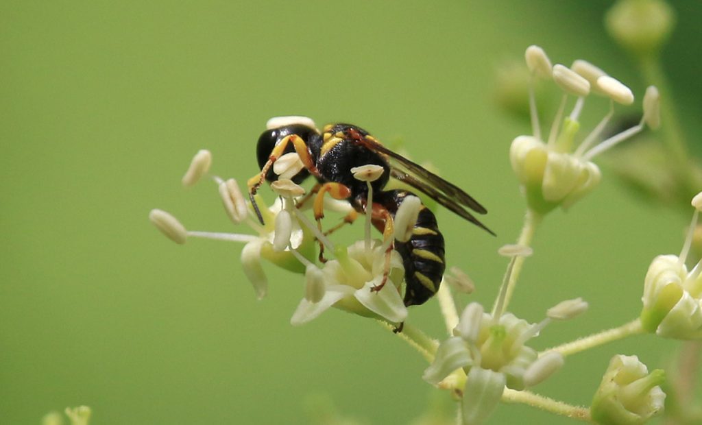 Wasp in the subtribe Crabronina, on devil's walkingstick (Aralia spinosa)