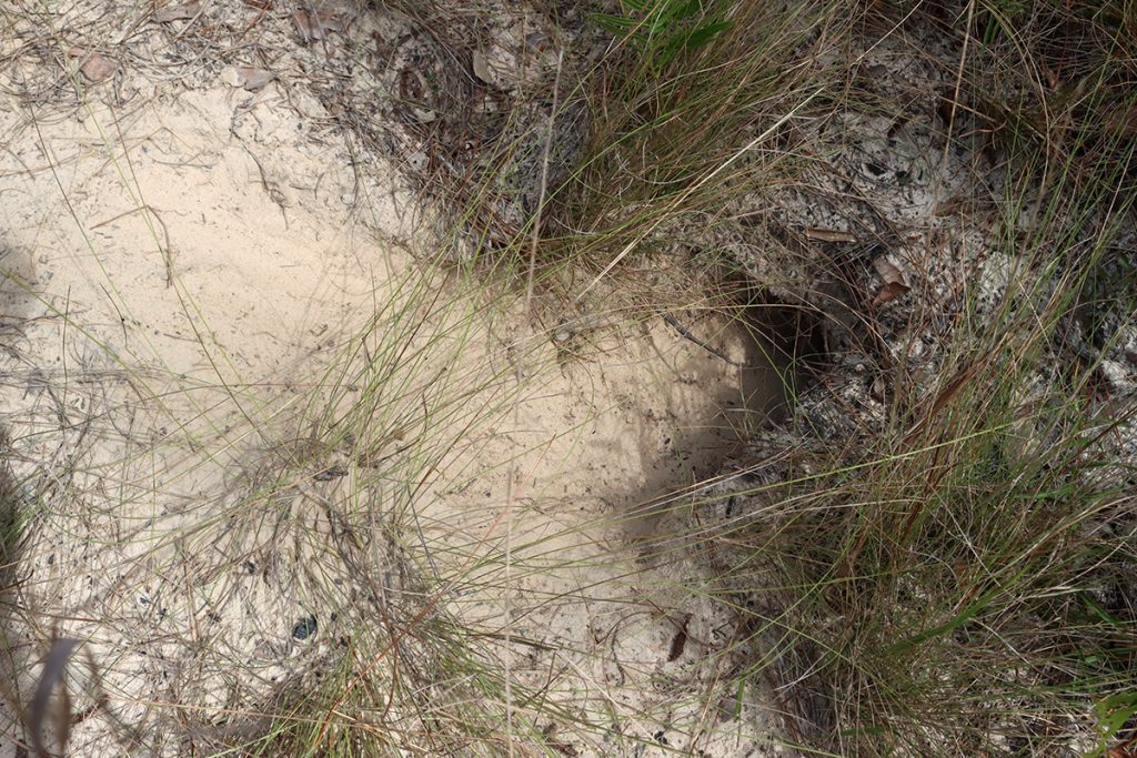 Juvenile gopher tortoise burrow on a restored sandhill, Nokuse Plantation.
