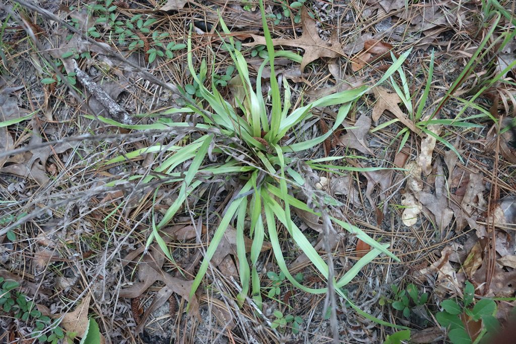 Narrowleaf silkgrass (Pityopsis graminifolia)