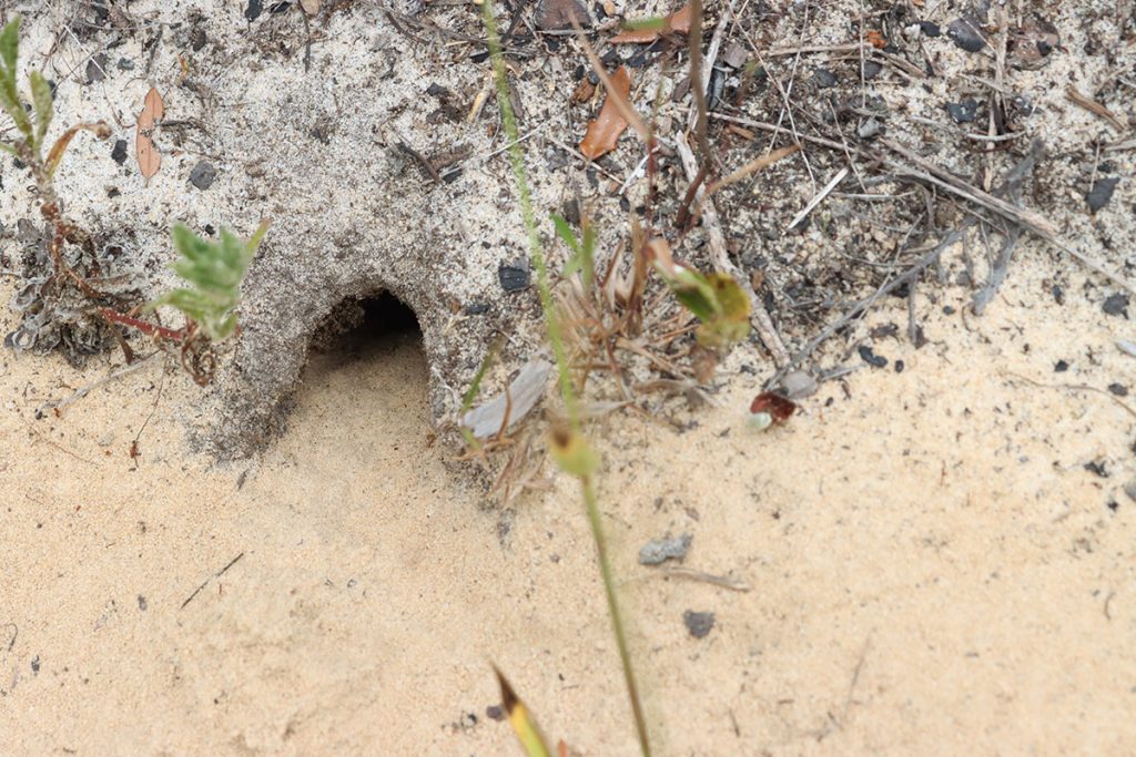 Field mouse burrow.