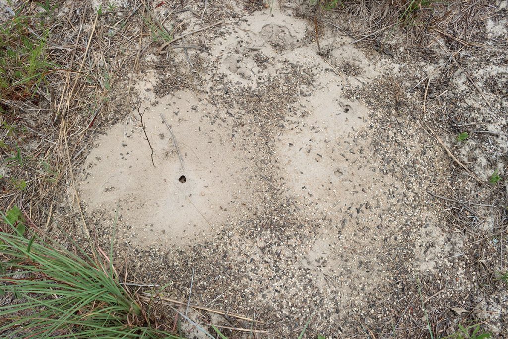 Florida harvester ant (Pogonomyrmex badius) colony.  Instead of its usual charred pine needle adornment, the ants in this fire suppressed habitat are using seeds and other bits of plant matter.