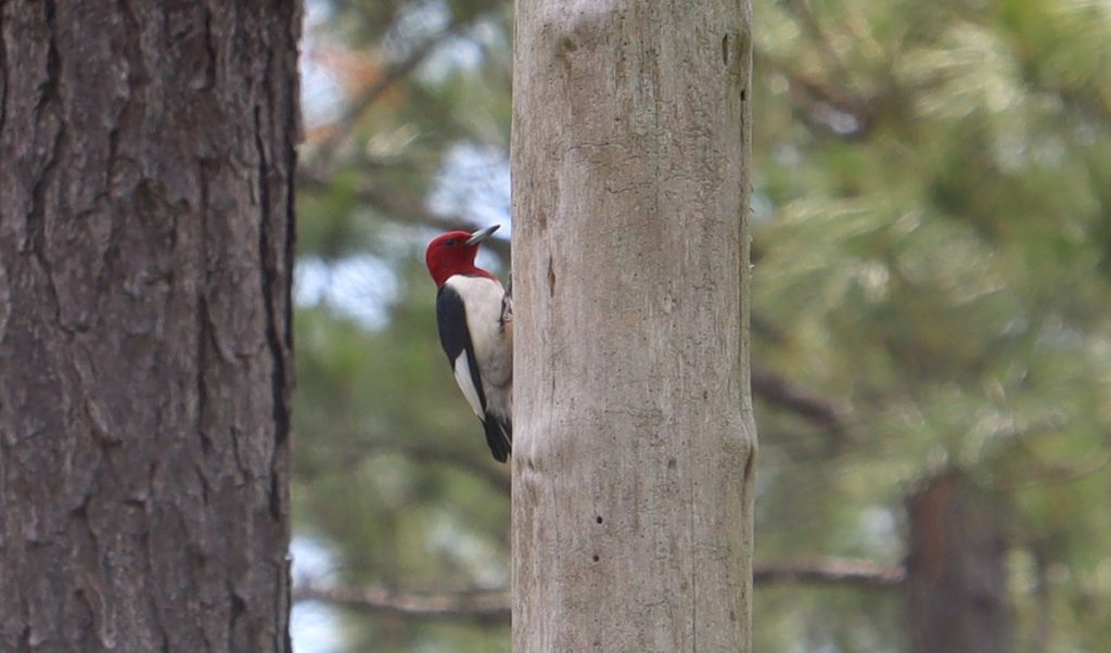 Red headed woodpecker pecks at a snag (dead tree) in a restored longleaf habitat at Nokuse Plantation.