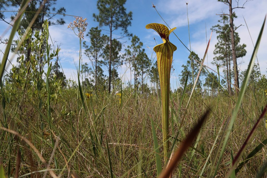 Yellow pitcher plant (Sarracenia flava) in a seepage slope at Nokuse Plantation.