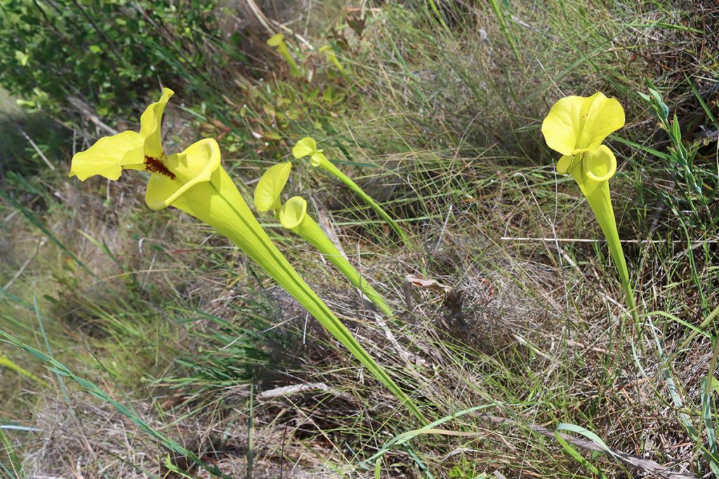 Yellow pitcher plants on a seepage slope.