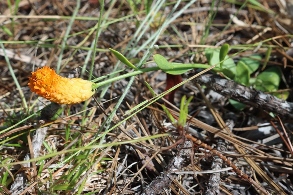 Orange milkroot (Polygala lutea)