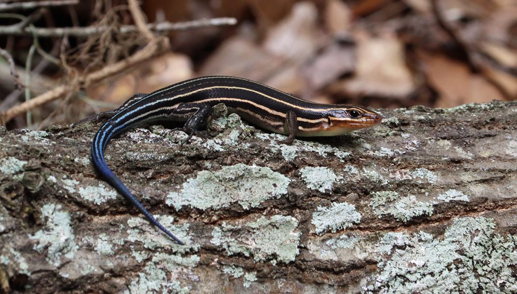 Female broadhead skink sits atop an oak branch in our brush pile.