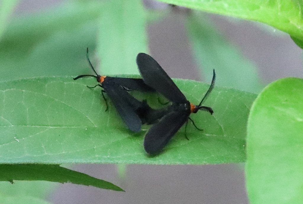Two grapeleaf skeletonizer moths, mating on pink swamp milkweed leaf.