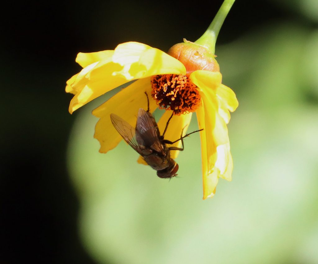 A fly on Leavenworth's coreopsis flower.