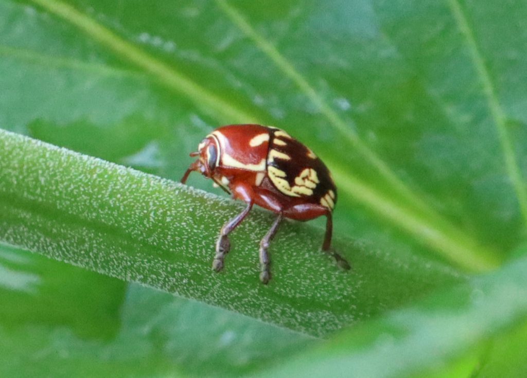 Mystery beetle on penstemon stem.
