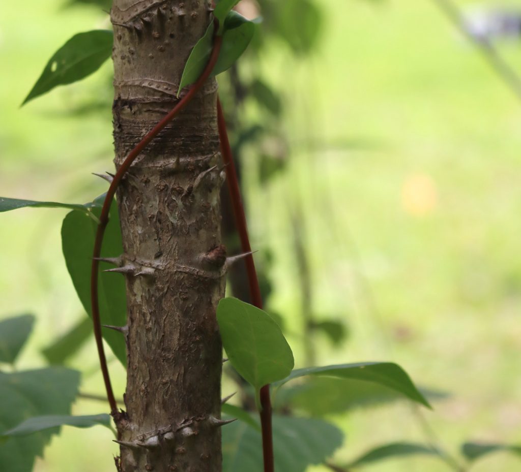 The thorny trunk of a devil's walkingstick