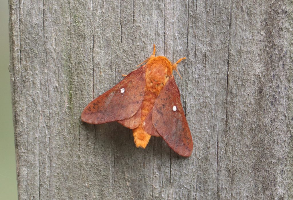 Oakworm moth (Anisota genus)