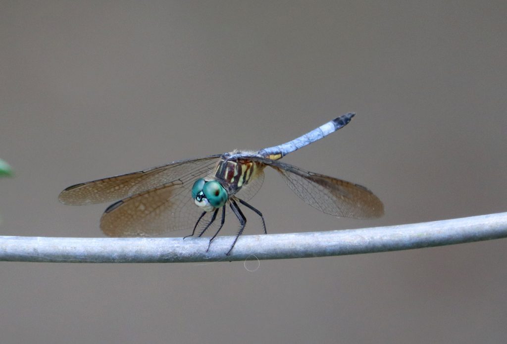 Blue dasher (Pachydiplax longipennis)