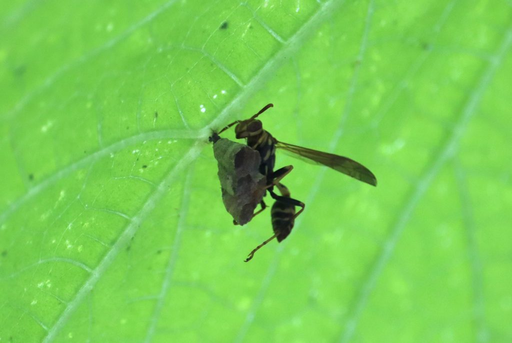 Paper wasp makes a nest under a cucumber leaf