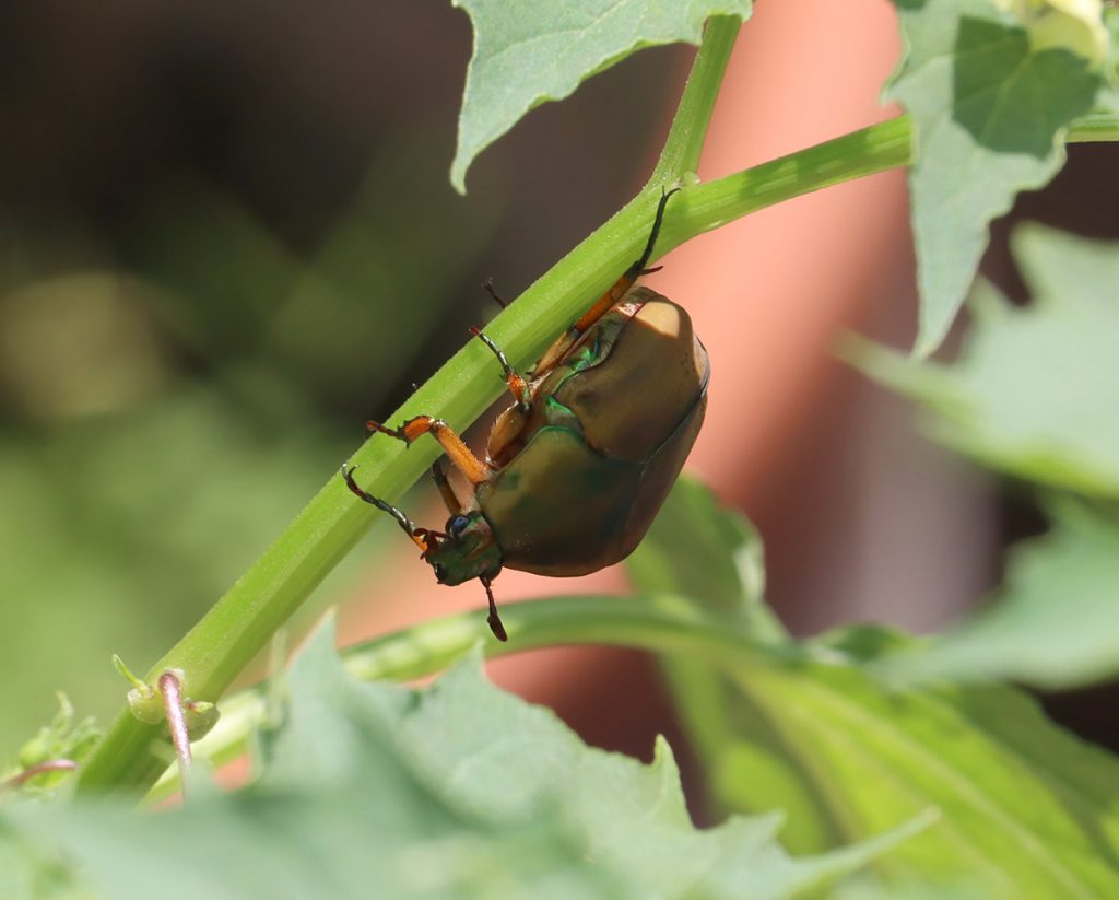 Common green June beetle (Cotinis nitida)