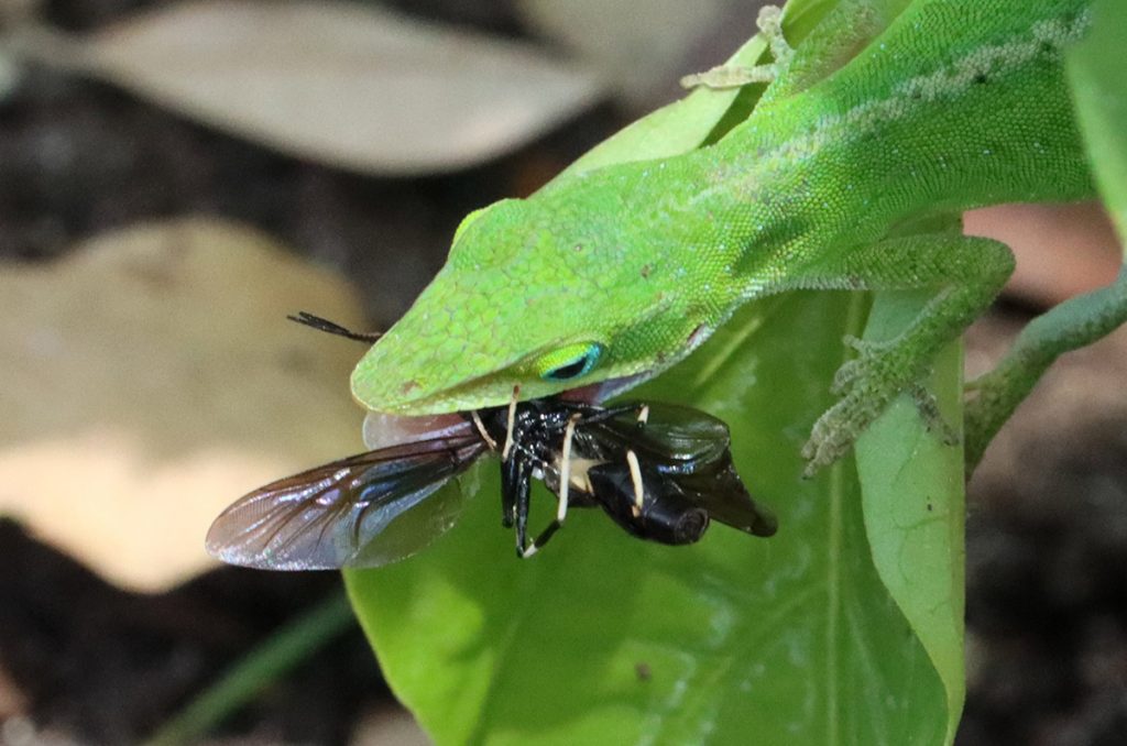 Wasp or fly in the mouth of a green anole