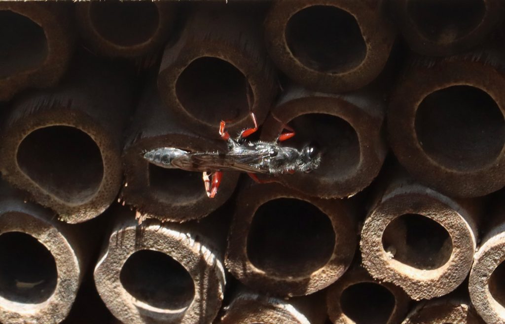 Podium rufipes on a bee house